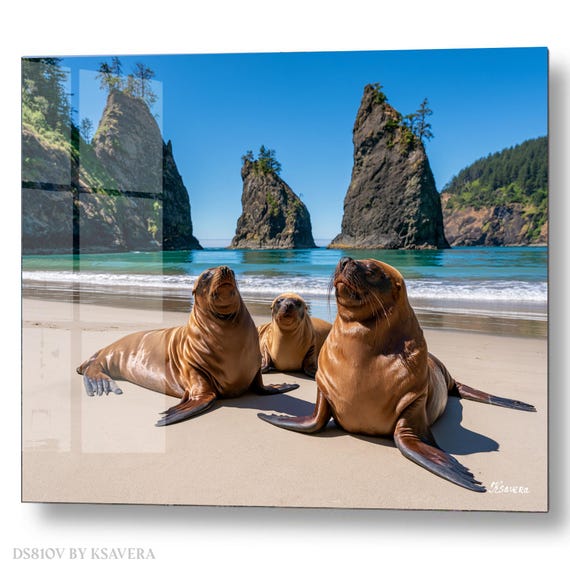 Wall Art Print – Three Cute Sea Lions Sunbathing - Coastal Photography - acryl, metal, canvas – DS0810V