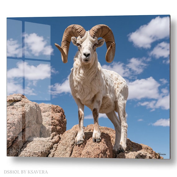 Wall Art Print – White Bighorn Sheep Ram - Rock - Wildlife Photography – acrylic, metal, canvas – DS0810L