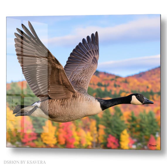 Wall Art Print – Canada Goose Flying - Autumn Forest - Wildlife Photography – acrylic, metal, canvas – DS0810N