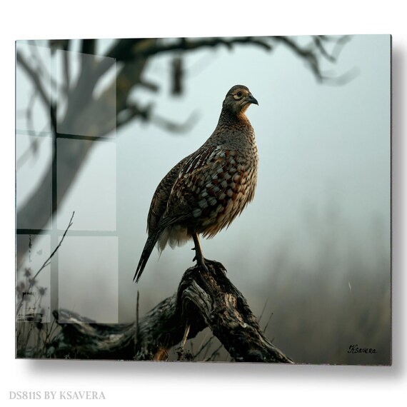 Wall Art Print – Wild Pheasant Bird Perched Log - Wildlife Photography – acrylic, metal, canvas – DS0811S