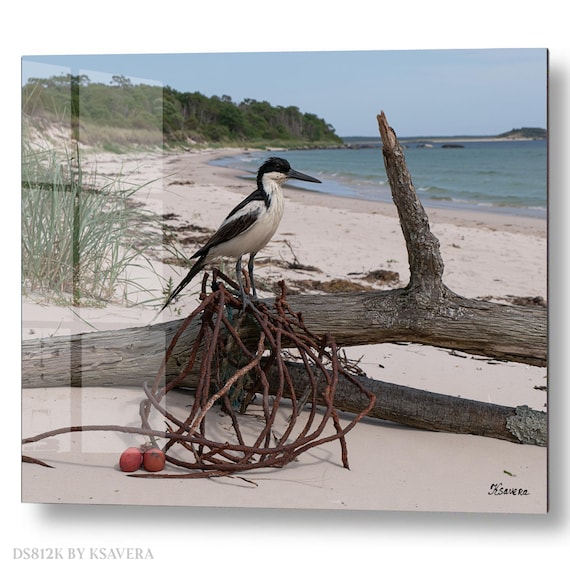 Wall Art Print – Sea Bird - Sandy Beach Driftwood - Wildlife Photography – acrylic, metal, canvas – DS0812K