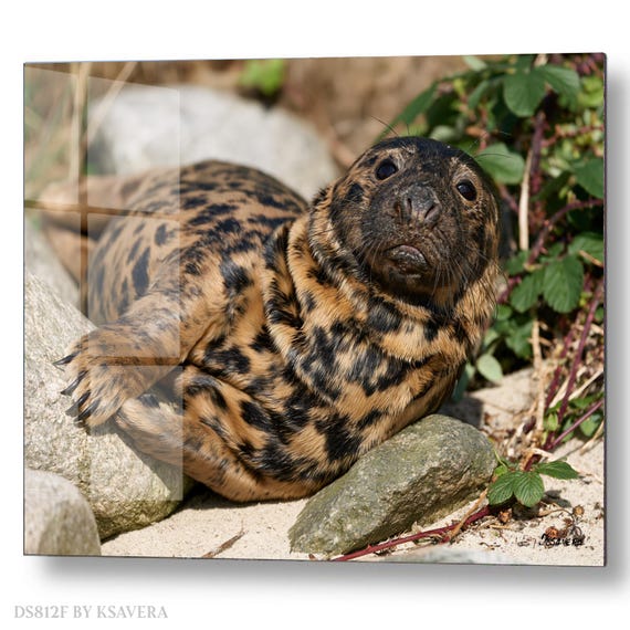 Wall Art Print – Cute Spotted Seal Pup Resting - Coastal Photography - acryl, metal, canvas – DS0812F