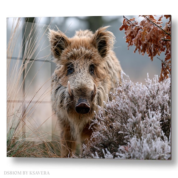 Wall Art Print – Wild Boar With Sharp Tusks - Wildlife Photography – acrylic, metal, canvas – DS0810L