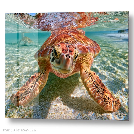 Wall Art Print – Sea Turtle - Clear Turquoise Water - Sealife Photography - acryl, metal, canvas – DS0813D