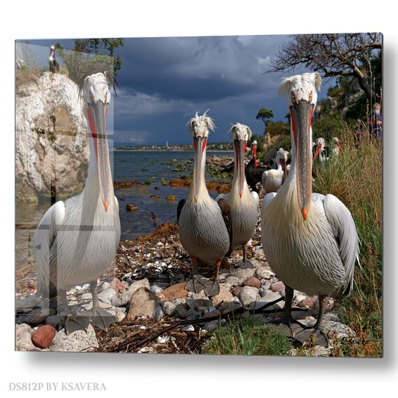 Wall Art Print – Dalmatian Pelicans Standing - Rocky Beach - Coastal Photography - acryl, metal, canvas – DS0812P