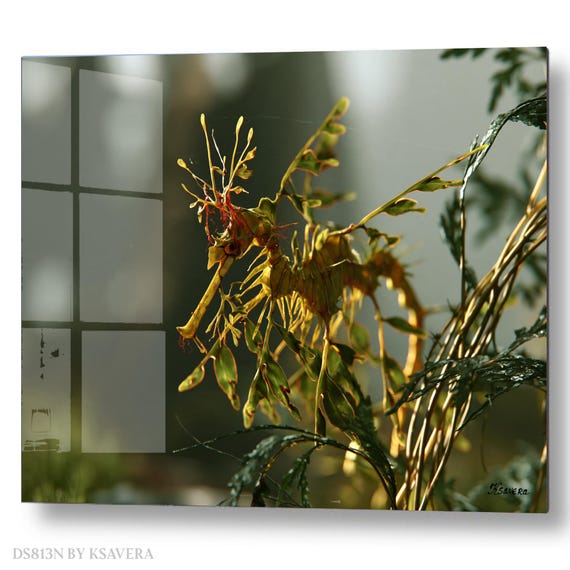 Wall Art Print – Green Leafy Seadragon - Sealife - Underwater ocean Photography - acrylic, metal, canvas – DS0813N