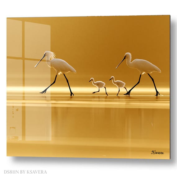 Wall Art Print – Spoonbill Birds Family - Golden Water - Zen Photography - acryl, metal, canvas – DS0811N