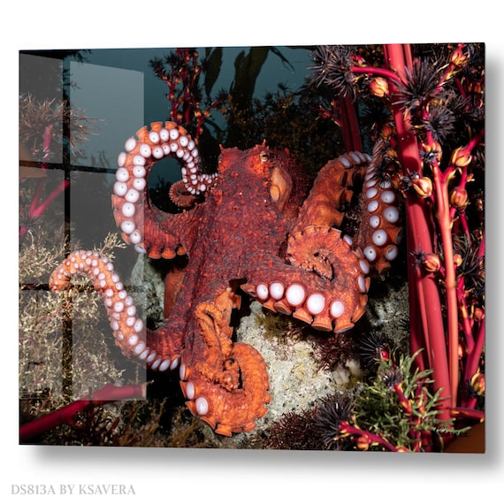 Wall Art Print – Giant Red Octopus - Coral Reef - Sealife Photography - acryl, metal, canvas – DS0813A