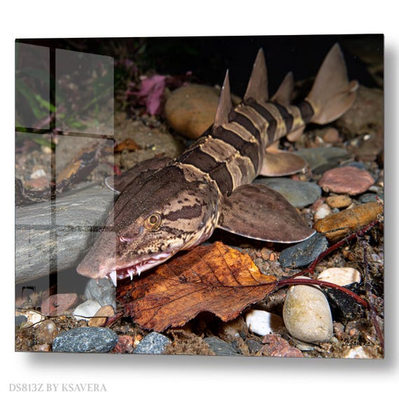 Wall Art Print – Zebra Bullhead Shark Swimming - Underwater river Photography - acrylic, metal, canvas – DS0813Z
