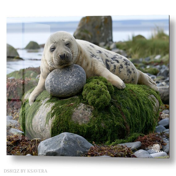 Wall Art Print – Harbor Seal Sleeping - Mossy Rock - Coastal Photography - acryl, metal, canvas – DS0812Z
