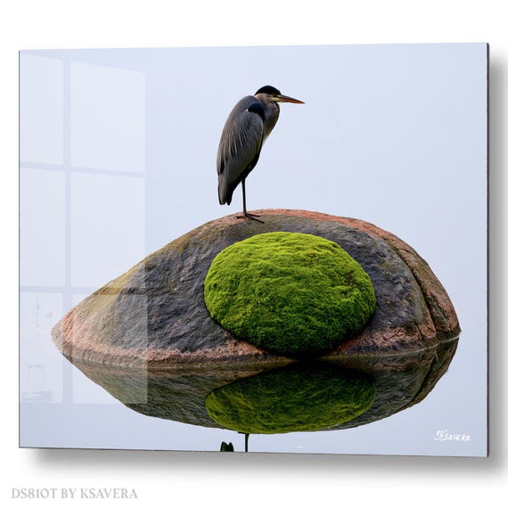 Wall Art Print – Grey Heron Perched - Mossy Rock - Wildlife Photography – acrylic, metal, canvas – DS0810T