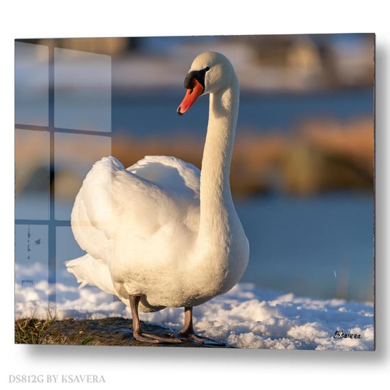 Wall Art Print – Elegant White Swan - Snowy Shore - Winter Photography - acryl, metal, canvas – DS0812G