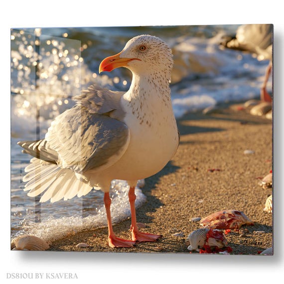 Wall Art Print – Large Seagull - Sunny Sand Beach - Coastal Photography - acrylic, metal, canvas – DS0810U