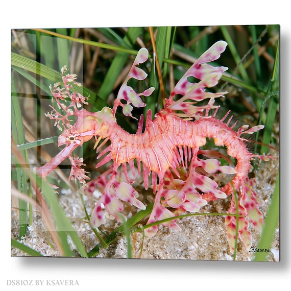 Wall Art Print – Pink Leafy Seadragon - Sealife - Underwater ocean Photography - acryl, metal, canvas – DS0810Z
