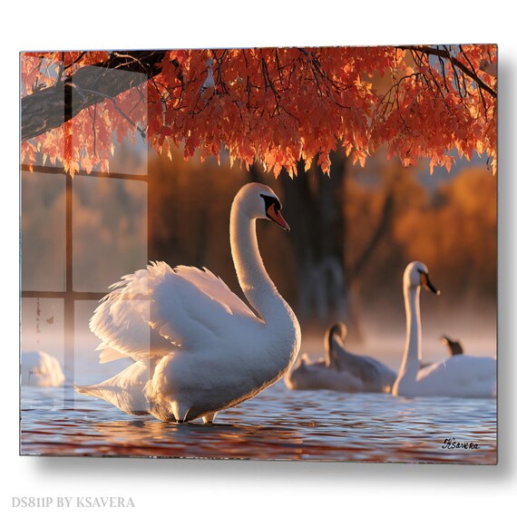 Wall Art Print – Elegant White Swans - Orange Foliage - Autumn Photography - acryl, metal, canvas – DS0811P