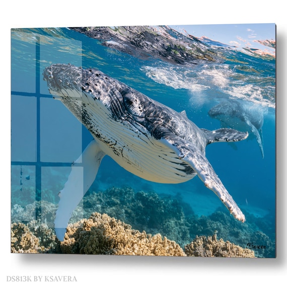 Wall Art Print – Humpback Whale Swimming - Blue Ocean - Sealife Photography - acryl, metal, canvas – DS0813K