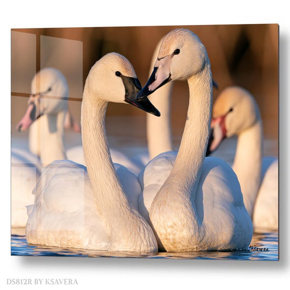 Wall Art Print – Elegant White Swans - Snowy Shore - Winter Photography - acryl, metal, canvas – DS0812R