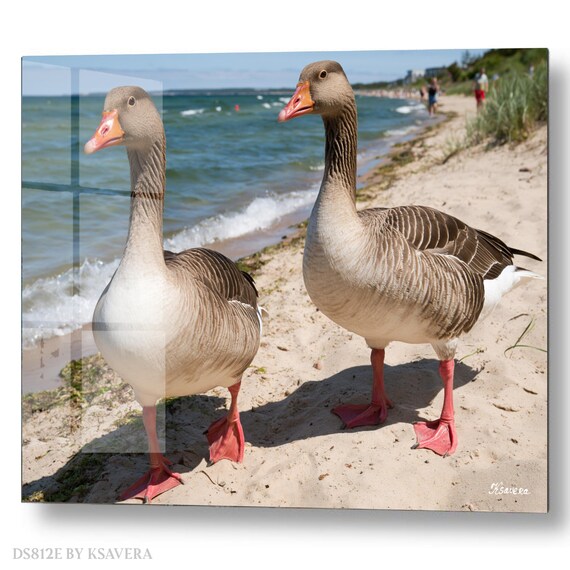 Wall Art Print – Two Greylag Geese Walking - Beach - Wildlife Photography – acrylic, metal, canvas – DS0812E