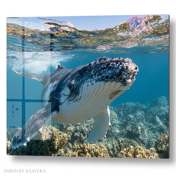 Wall Art Print – Humpback Whale Swimming - Blue Ocean - Sealife Photography - acryl, metal, canvas – DS0813J