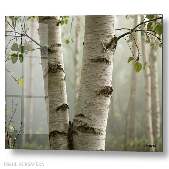 Wall Art Print - White Birch Trees - Foggy Forest – Nature Photography - acrylic, metal, canvas – DS0811L
