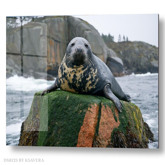 Wall Art Print – Grey Seal Resting - Mossy Rock - Coastal Photography - acryl, metal, canvas – DS0812S