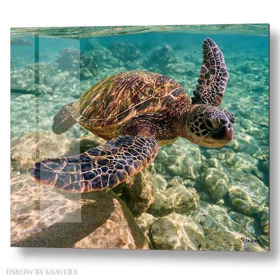 Wall Art Print – Sea Turtle - Clear Turquoise Water - Sealife Photography - acryl, metal, canvas – DS0813W