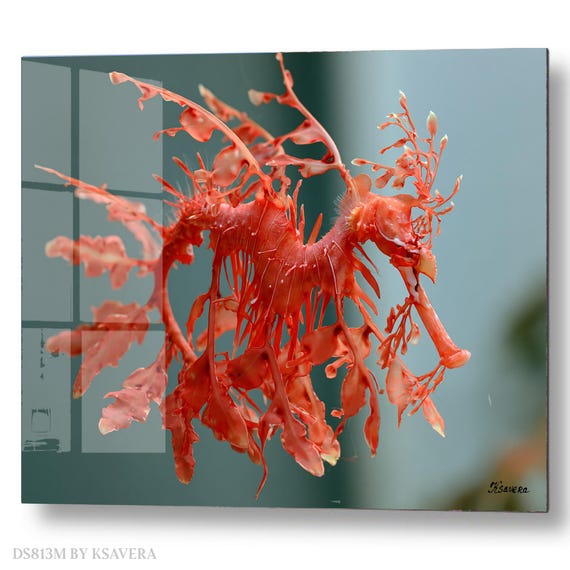 Wall Art Print – Green Leafy Seadragon - Sealife - Underwater ocean Photography - acrylic, metal, canvas – DS0813M
