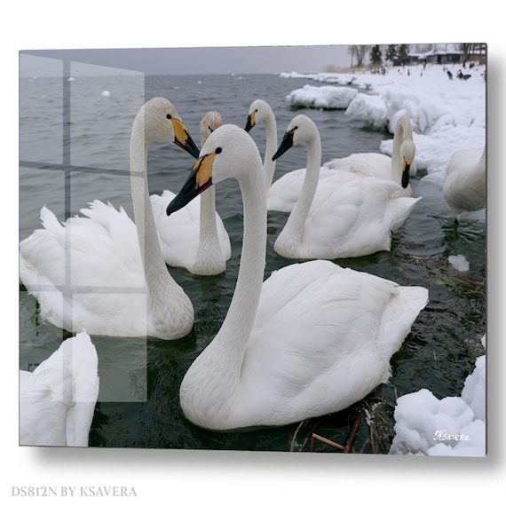 Wall Art Print – Elegant White Swans - Snowy Shore - Winter Photography - acryl, metal, canvas – DS0812N