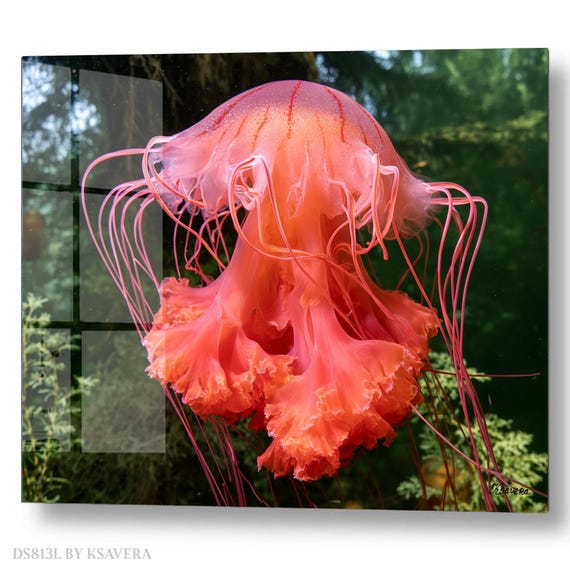 Wall Art Print – Pink Lion Mane Jellyfish - Sealife Photography - acrylic glass, metal, canvas – DS0813L