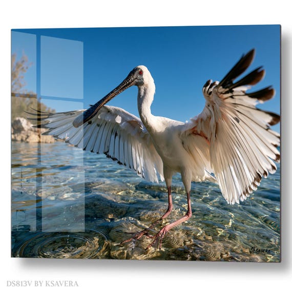 Wall Art Print – White Royal Spoonbill Spreading Wings - Coastal Photography - acrylic, metal, canvas – DS0813V
