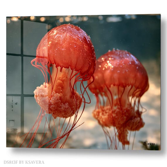 Wall Art Print – Two Red Jellyfish - Blue Water - Sealife Photography - acryl, metal, canvas – DS0813F