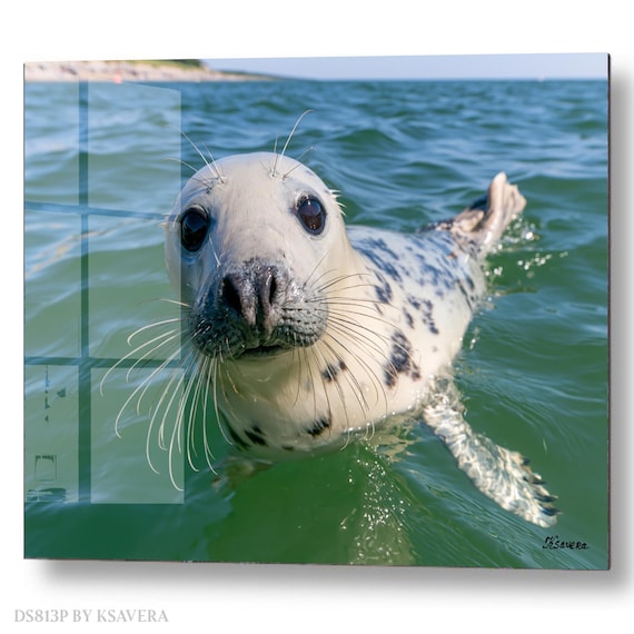 Wall Art Print – Spotted Seal Pup Swimming - Ocean - Sealife Photography - acrylic, metal, canvas – DS0813P