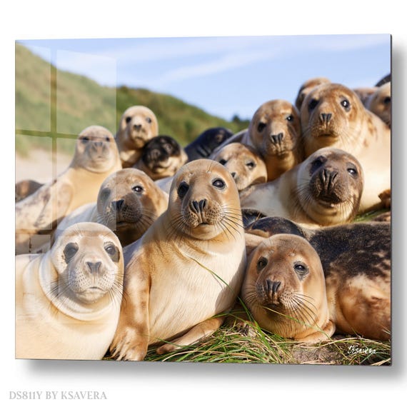Wall Art Print – Cute Harbor Seals Family Sunbathing - Coastal Photography - acryl, metal, canvas – DS0811Y