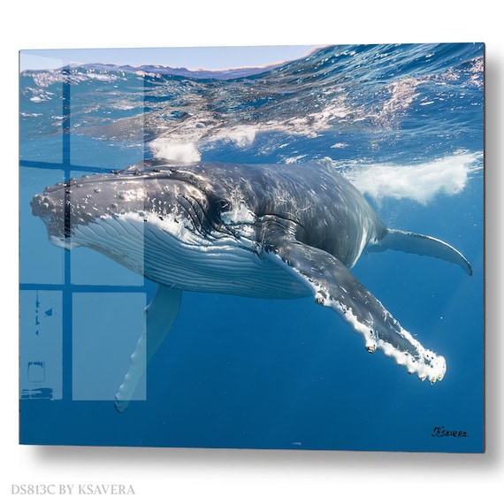 Wall Art Print – Humpback Whale Swimming - Blue Ocean - Sealife Photography - acryl, metal, canvas – DS0813C