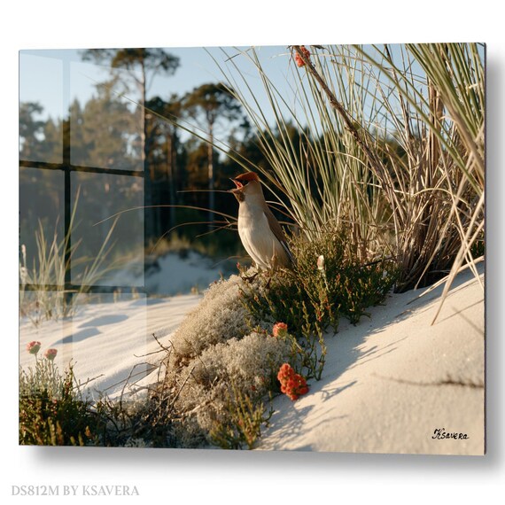 Wall Art Print – Bohemian Waxwing Bird - Sandy Dunes  - Coastal Photography – acrylic, metal, canvas – DS0812M