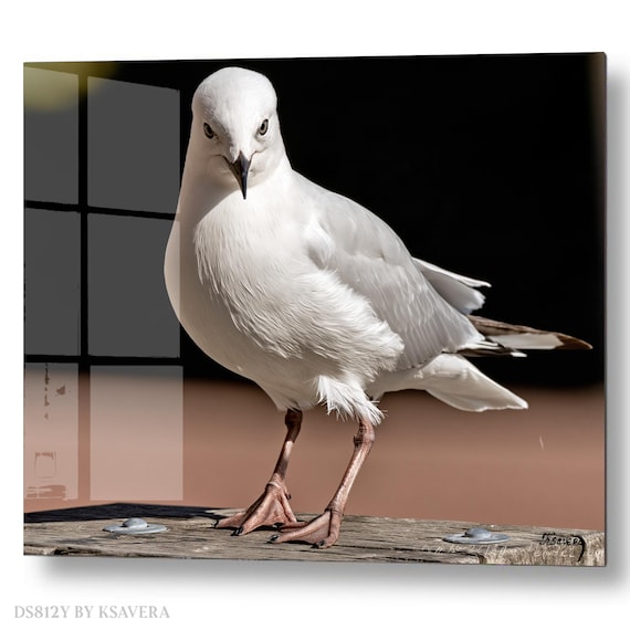 Wall Art Print – White Sea Gull Standing - Coastal Photography - acrylic glass, metal, canvas – DS0812Y