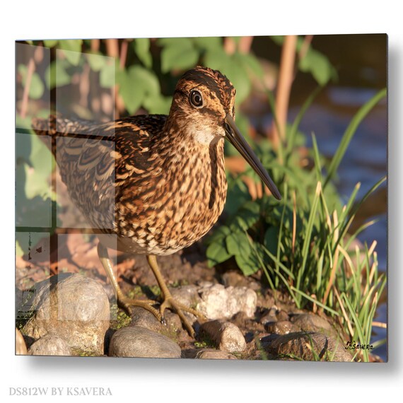 Wall Art Print – Common Snipe Bird - green grass - Coastal Photography – acrylic, metal, canvas – DS0812W