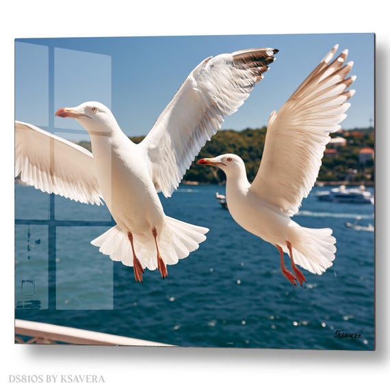 Wall Art Print – Two White Seagulls Flying - Coastal Sea Photography - acrylic, metal, canvas – DS0810S