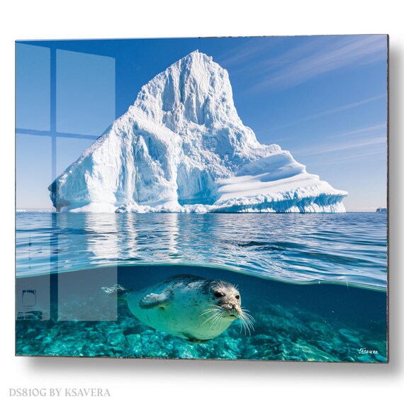 Wall Art Print – Harbor Seal Swimming - Iceberg Mountain - Coastal Photography - acryl, metal, canvas – DS0810G