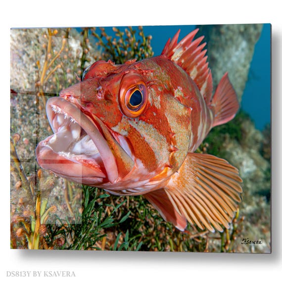 Wall Art Print – Red Rockfish Swimming - Sealife - Underwater ocean Photography - acrylic, metal, canvas – DS0813Y