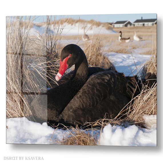 Wall Art Print – Elegant Black Swan - Snowy dunes - Winter Photography - acrylic, metal, canvas – DS0812T