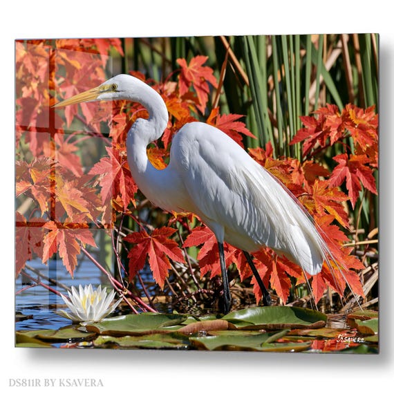 Wall Art Print – White Great Egret - Autumn Leaves - Wildlife Photography – acrylic, metal, canvas – DS0811R