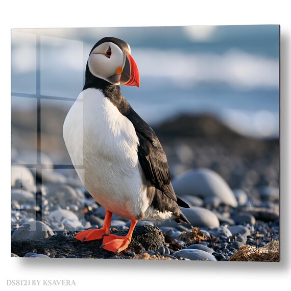 Wall Art Print – Cute Atlantic Puffin - Ocean Beach - Coastal Photography - acryl, metal, canvas – DS0812J