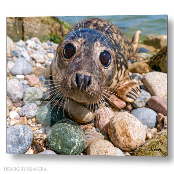 Wall Art Print – Harbor Seal Pup - Coastal Rocks - Sealife Photography - acryl, metal, canvas – DS0813G