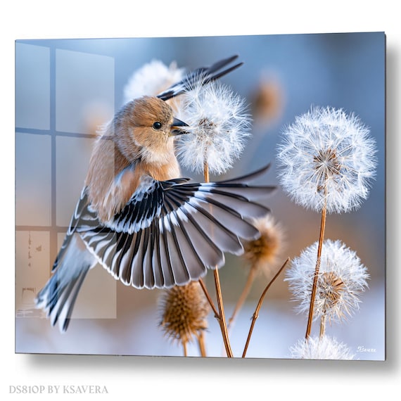 Wall Art Print – Finch Bird Spreading Wings - Dandelion - Wildlife Photography – acrylic, metal, canvas – DS0810P
