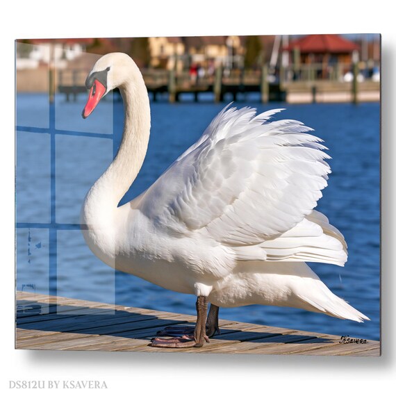 Wall Art Print – Elegant White Swan - Blue Water - Coastal Photography - acryl, metal, canvas – DS0812U
