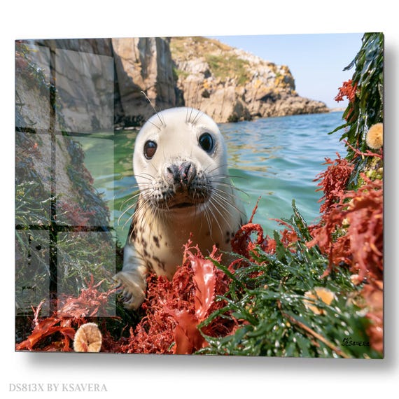 Wall Art Print – White Seal Pup - Red Seaweed - Sealife Photography - acrylic, metal, canvas – DS0813X