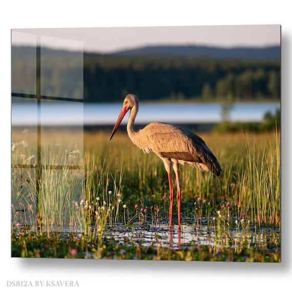 Wall Art Print – Grey Stork Standing - Wetland Meadow - Wildlife Photography – acrylic, metal, canvas – DS0812A