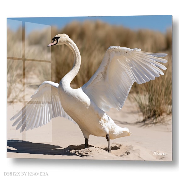 Wall Art Print – White Swan spreading Wings - Beach - Coastal Photography - acryl, metal, canvas – DS0812X