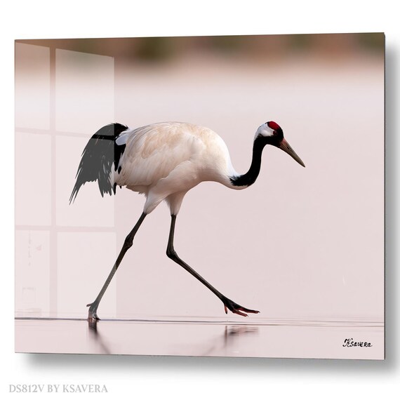 Wall Art Print – Red Crowned Crane Walking - Coastal Photography - acrylic glass, metal, canvas – DS0812V